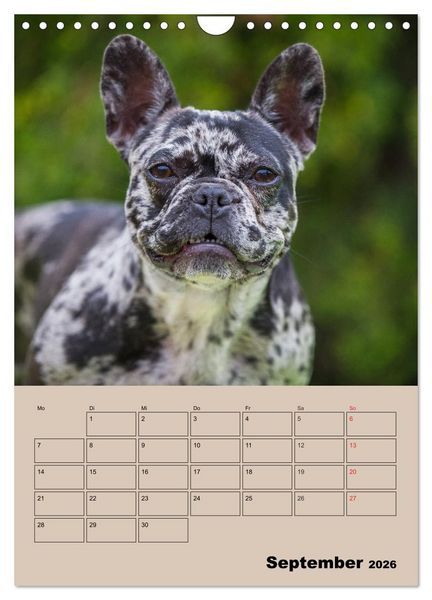 Produktbild: Jahresplaner Franz&ouml;sische Bulldogge (Wandkalender 2026 DIN A4 hoch), CALVENDO Monatskalender