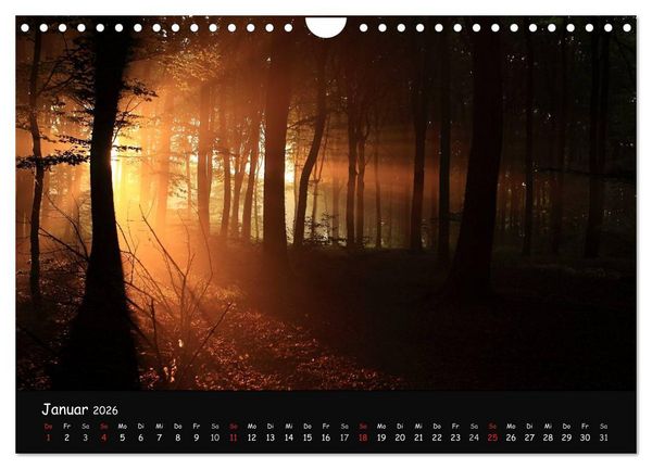 Produktbild: Lichter im Wald (Wandkalender 2026 DIN A4 quer), CALVENDO Monatskalender