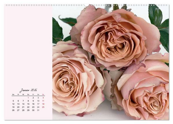 Produktbild: Rosen. Charmante und edle K&ouml;niginnen (hochwertiger Premium Wandkalender 2026 DIN A2 quer), Kunstdruck in Hochglanz