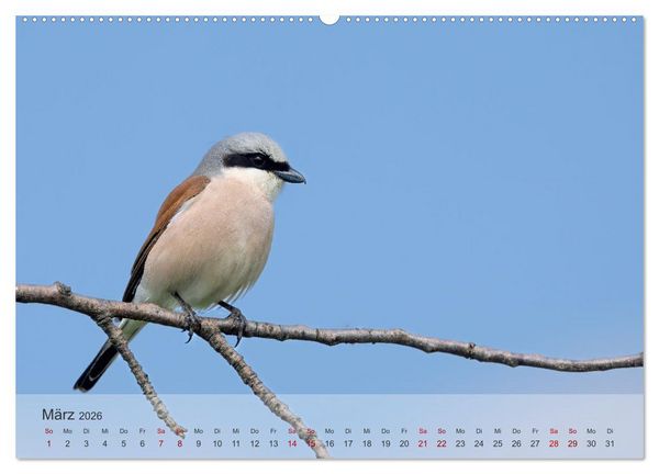 Produktbild: Fantastische Vogelwelt Slowenien (Wandkalender 2026 DIN A2 quer), CALVENDO Monatskalender
