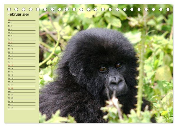 Produktbild: Affen in Afrika (Tischkalender 2026 DIN A5 quer), CALVENDO Monatskalender