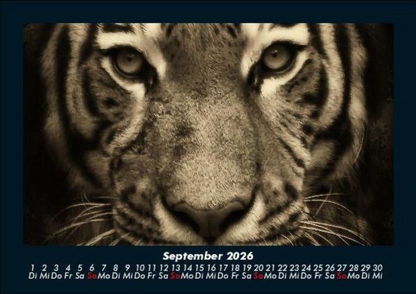 Produktbild: Tiger 2026 Fotokalender DIN A5
