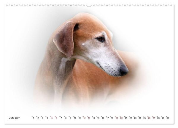 Produktbild: Windhund Portrait 2027 White Edition (Wandkalender 2027 DIN A2 quer), CALVENDO Monatskalender