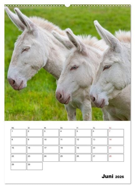 Produktbild: S&uuml;&szlig;e Esel. Langohren zum Verlieben (hochwertiger Premium Wandkalender 2026 DIN A2 hoch), Kunstdruck in Hochglanz