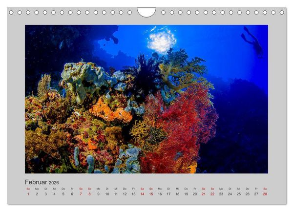 Produktbild: Korallen-Riffe Tauchertr&auml;ume (Wandkalender 2026 DIN A4 quer), CALVENDO Monatskalender
