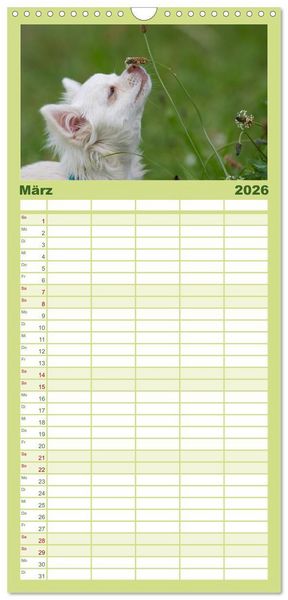 Produktbild: Familienplaner 2026 - Chihuahuas - kleine Herzensbrecher mit 5 Spalten (Wandkalender, 21 x 45 cm) CALVENDO