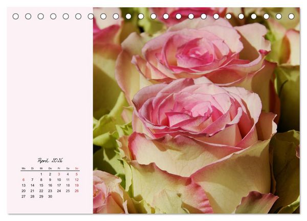 Produktbild: Rosen. Charmante und edle K&ouml;niginnen (Tischkalender 2026 DIN A5 quer), CALVENDO Monatskalender