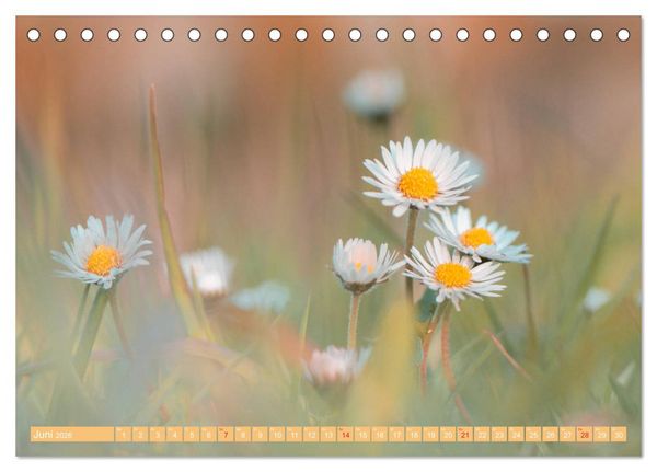 Produktbild: G&auml;nsebl&uuml;mchen Poesie (Tischkalender 2026 DIN A5 quer), CALVENDO Monatskalender