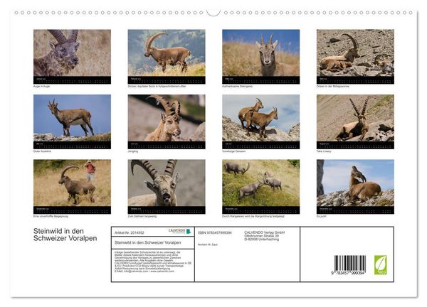 Produktbild: Steinwild in den Schweizer Voralpen (hochwertiger Premium Wandkalender 2026 DIN A2 quer), Kunstdruck in Hochglanz