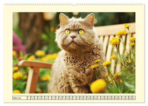 Produktbild: Selkirk Rex Katzen. Lockenzauber im Blumengarten (hochwertiger Premium Wandkalender 2026 DIN A2 quer), Kunstdruck in Hochglanz