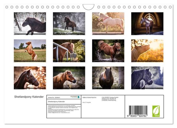 Produktbild: Shetlandpony Kalender (Wandkalender 2026 DIN A4 quer), CALVENDO Monatskalender