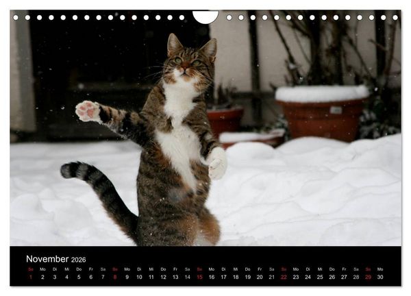 Produktbild: geliebte Katzen - auf Samtpfoten durchs Jahr (Wandkalender 2026 DIN A4 quer), CALVENDO Monatskalender