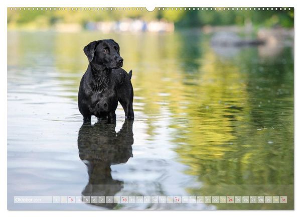 Produktbild: Labradore im Wasser (Wandkalender 2027 DIN A2 quer), CALVENDO Monatskalender