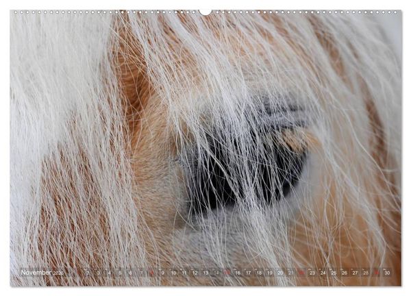 Produktbild: Haflinger Sch&ouml;nheiten (hochwertiger Premium Wandkalender 2026 DIN A2 quer), Kunstdruck in Hochglanz