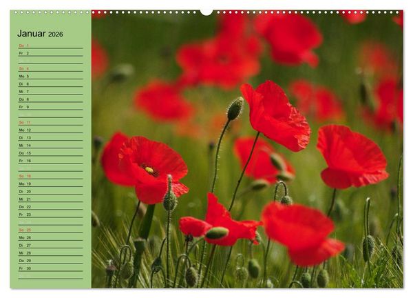 Produktbild: Mohnblumen Tr&auml;ume (Wandkalender 2026 DIN A2 quer), CALVENDO Monatskalender