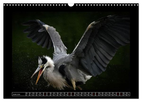 Produktbild: The heron parade (Wall Calendar 2026 DIN A3 landscape), CALVENDO 12 Month Wall Calendar
