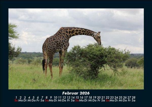 Produktbild: Giraffen 2026 Fotokalender DIN A5