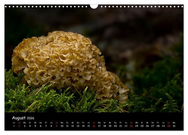 Produktbild: Pilzgalerie (Wandkalender 2026 DIN A3 quer), CALVENDO Monatskalender