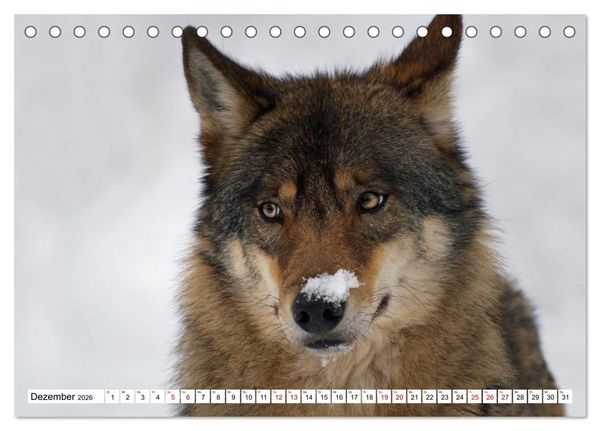 Produktbild: Waldtiere (Tischkalender 2026 DIN A5 quer), CALVENDO Monatskalender