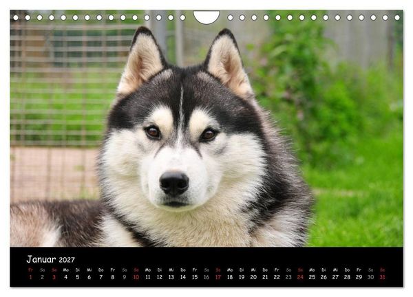 Produktbild: Huskys - Traumhunde (Wandkalender 2027 DIN A4 quer), CALVENDO Monatskalender