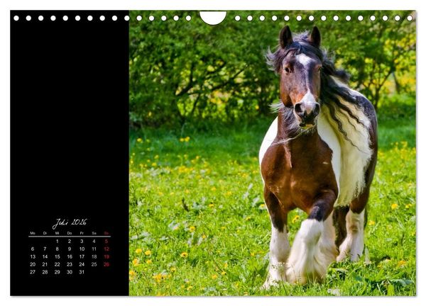 Produktbild: Irish Tinker (Wandkalender 2026 DIN A4 quer), CALVENDO Monatskalender