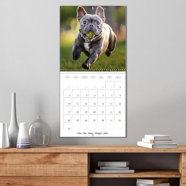 Produktbild: French Bulldogs in play frenzy (Wall Calendar 2027 12 &times; 12 Inch) CALVENDO 12 Month Wall Calendar