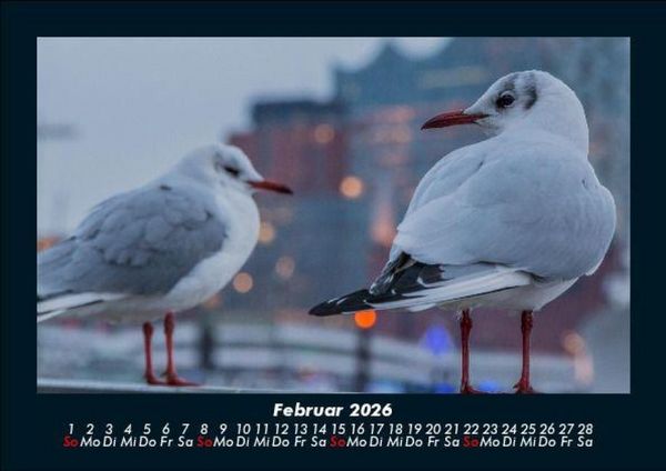 Produktbild: M&ouml;wen 2026 Fotokalender DIN A5