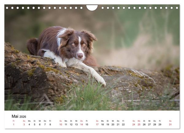 Produktbild: Border Collie - Bunt und clever! (Wandkalender 2026 DIN A4 quer), CALVENDO Monatskalender