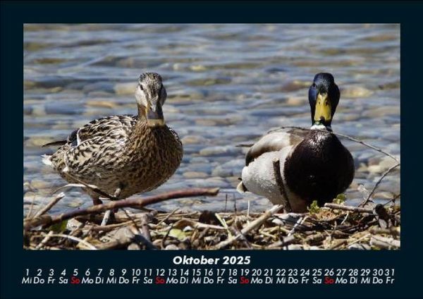 Produktbild: Enten 2025 Fotokalender DIN A5