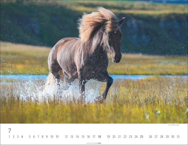 Produktbild: Islandpferde Kalender 2027