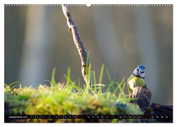 Produktbild: M&eacute;sanges bleues (Calendrier mural haut de gamme 2027 DIN A2 vertical), CALVENDO calendrier mensuel