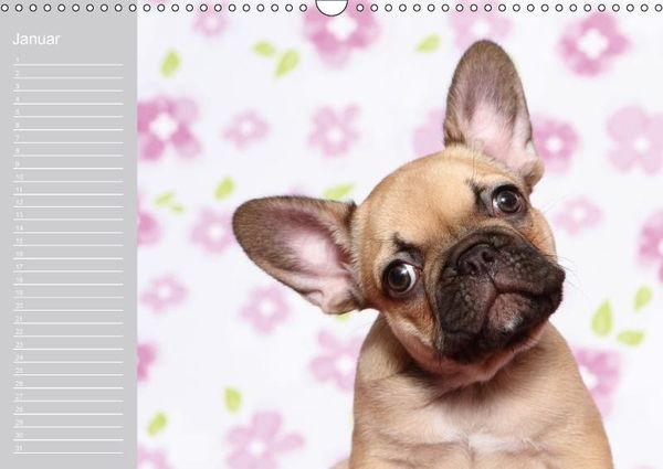 Produktbild: Der Bully-Geburtstagskalender - nie wieder einen Geburtstag "verschlafen"... (Wandkalender immerw&auml;hrend DIN A3 quer)