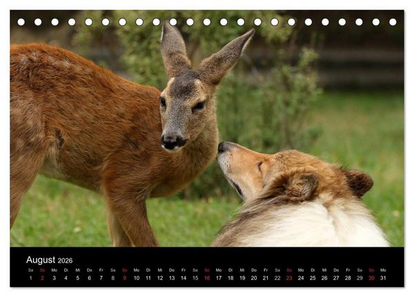 Produktbild: Ziva und ihre Freunde (Tischkalender 2026 DIN A5 quer), CALVENDO Monatskalender