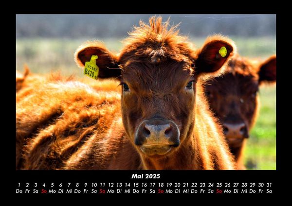 Produktbild: Tiere auf dem Bauernhof 2025 Fotokalender DIN A3