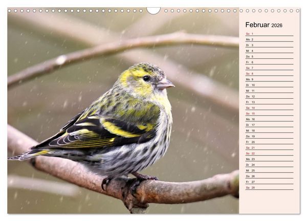Produktbild: Erlenzeisige (Wandkalender 2026 DIN A3 quer), CALVENDO Monatskalender