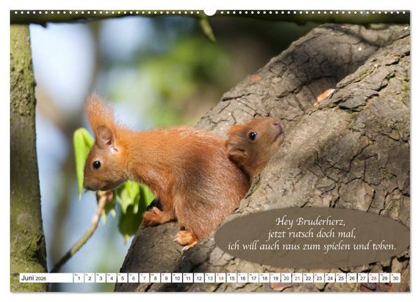 Produktbild: Eichh&ouml;rnchen - Lustige Kurzgeschichten mit den quirligen Wildtieren (Wandkalender 2026 DIN A2 quer), CALVENDO Monatskalender