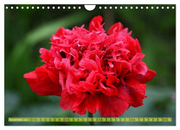 Produktbild: Mohn Tage (Wandkalender 2026 DIN A4 quer), CALVENDO Monatskalender