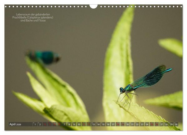 Produktbild: Frankens Insekten (Wandkalender 2026 DIN A3 quer), CALVENDO Monatskalender