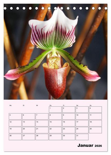 Produktbild: Orchideenliebe (Tischkalender 2026 DIN A5 hoch), CALVENDO Monatskalender