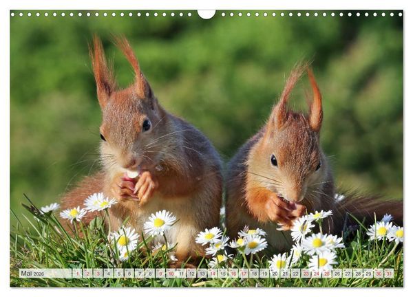 Produktbild: Besondere Augenblicke mit Eichh&ouml;rnchen (Wandkalender 2026 DIN A3 quer), CALVENDO Monatskalender
