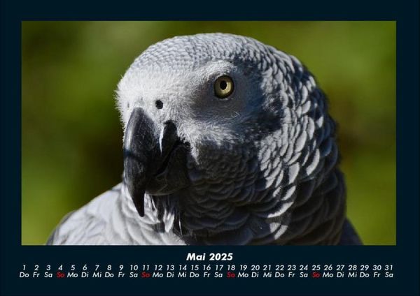 Produktbild: V&ouml;gel 2025 Fotokalender DIN A4