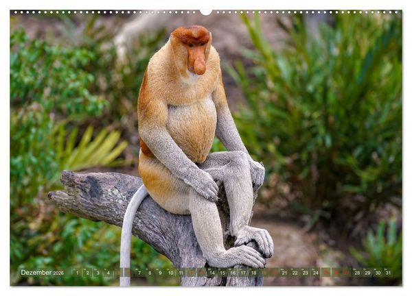 Produktbild: Nasenaffen von Borneo (Wandkalender 2026 DIN A2 quer), CALVENDO Monatskalender
