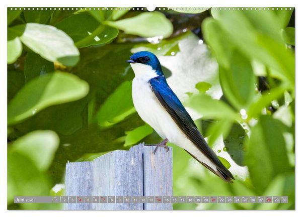 Produktbild: Wir sind die fliegenden Stars (Wandkalender 2026 DIN A2 quer), CALVENDO Monatskalender