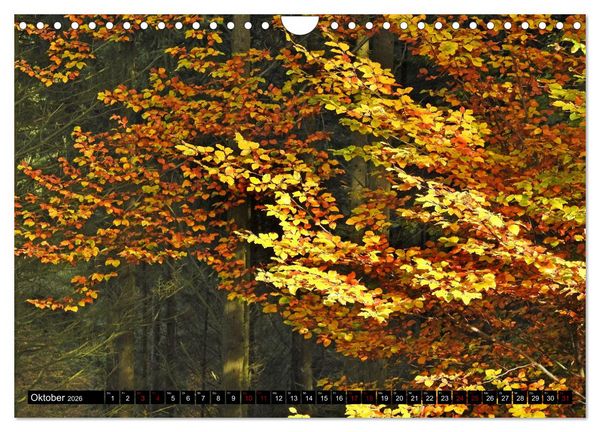 Produktbild: Naturwunder Wald (Wandkalender 2026 DIN A4 quer), CALVENDO Monatskalender