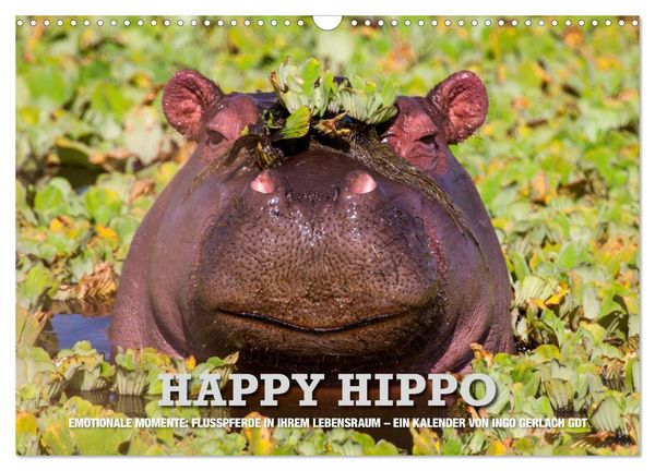 Produktbild: Emotionale Momente. Happy Hippo / CH-Version (Wandkalender 2026 DIN A3 quer), CALVENDO Monatskalender