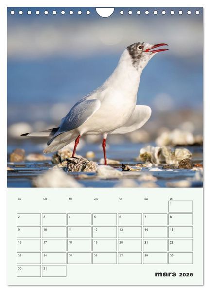 Produktbild: Le monde intime des oiseaux (Calendrier mural 2026 DIN A4 horizontal), CALVENDO calendrier mensuel