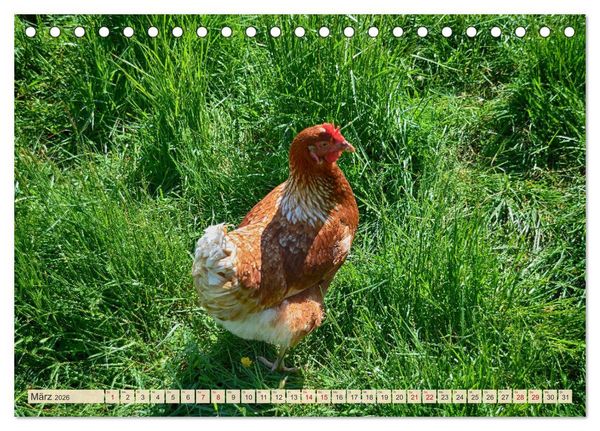 Produktbild: Charmante H&uuml;hner (Tischkalender 2026 DIN A5 quer), CALVENDO Monatskalender