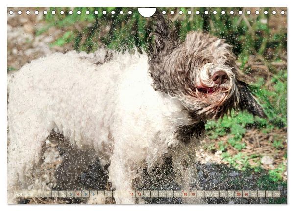 Produktbild: Lagotto Romagnolo - Wasserspiele (Wandkalender 2026 DIN A4 quer), CALVENDO Monatskalender