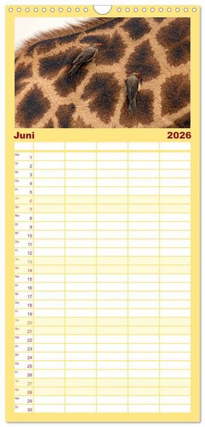 Produktbild: Familienplaner 2026 - Afrikas Tierwelt: Giraffen mit 5 Spalten (Wandkalender, 21 x 45 cm) CALVENDO