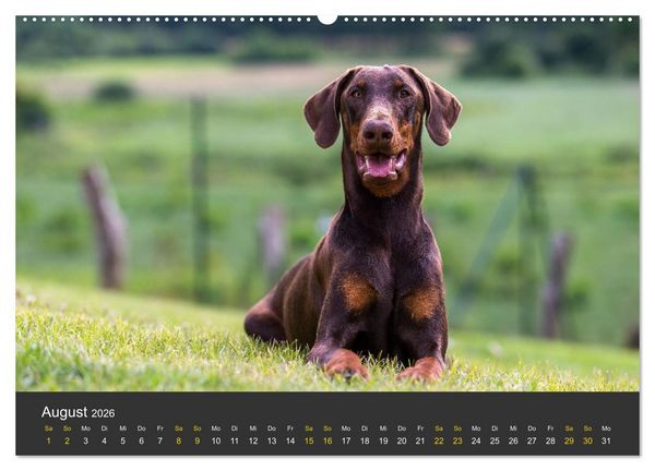 Produktbild: Dobermann 2026 (hochwertiger Premium Wandkalender 2026 DIN A2 quer), Kunstdruck in Hochglanz